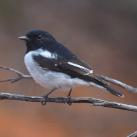Hooded Robin
